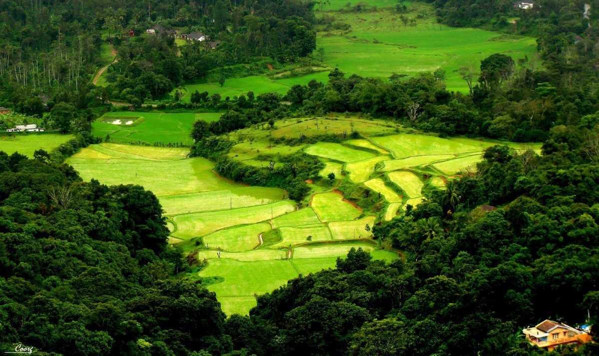 Lush green tea estate in misty Coorg hills
